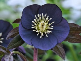 A rosa de Quaresma é bela em qualquer cor. Este é outro híbrido chamado Helleborus x hybridus. Assemelha-se muito à rosa de Quaresma da noite e à rosa de Quaresma preta com diamante.