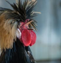 Crested Polish Chickens: Male vs. Female, Colors, and Care - PetHelpful