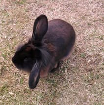 'Cocoa Pop' het opheffen van een oor en het horen van iets in de verte als ze vreugdevol op het gras knabbelt!