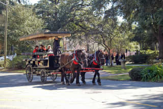 savannah carriage