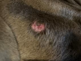 Why Is My Dog Losing Hair In Patches? - Pethelpful