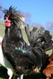 Crested Polish Chickens: Male vs. Female, Colors, and Care - PetHelpful