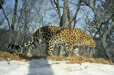 The Amur Leopard - Hubpages