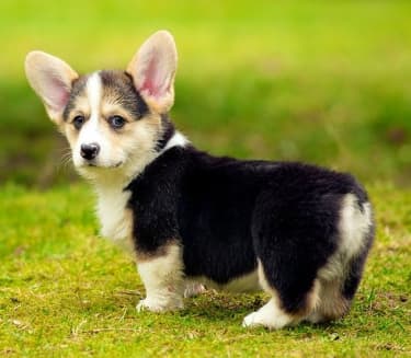 The 9 Cutest Small Dog Breeds - PetHelpful