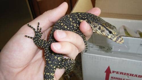 How to Tame Your Lizard (or Reptile) - PetHelpful