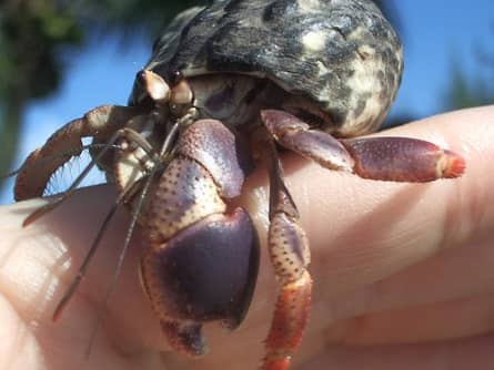 6 Common Pet Hermit Crab Species: Identification Guide - PetHelpful