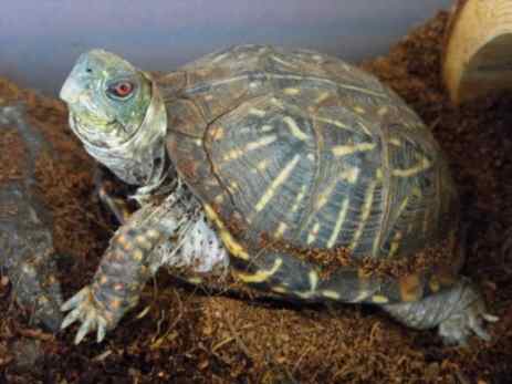 Ornate Box Turtle Starter Supplies - HubPages