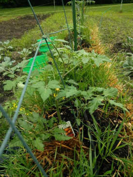 How to Start a Straw Bale Garden - Dengarden