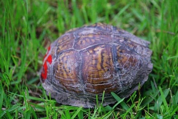 Box Turtles Of Louisiana - Hubpages