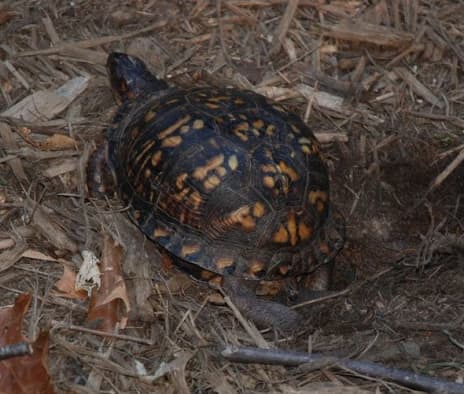 Box Turtles of Louisiana - HubPages