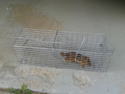 How to Set up a Trap to Catch and Release a Chipmunk - Dengarden