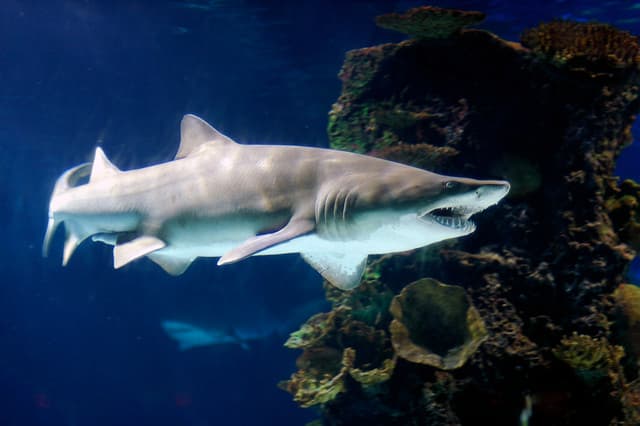 Are There Sharks in Long Island Sound? Yup! Shark Attacks Too! - HubPages