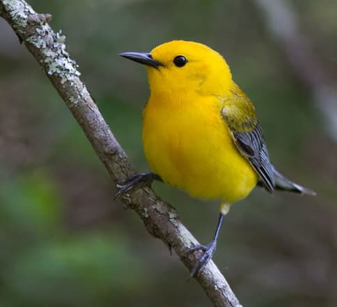 10 Most Colourful Songbirds in the World and Their Songs - Owlcation