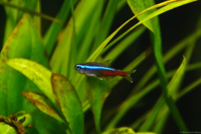 Notice that the neon tetra's red stripe extends to only halfway across the body.