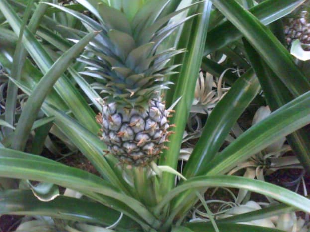Pineapple plant. You can grow your own!
