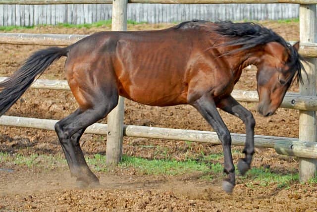 Caspian horse at play