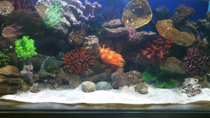 One of the marine reef aquariums recently set up. Dimensions: 48 in x 24 in x 24 in (L x W x H).