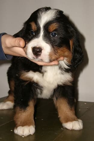 Look at the size of the paws are on this 40-day  old Bernese Mountain dog
puppy!