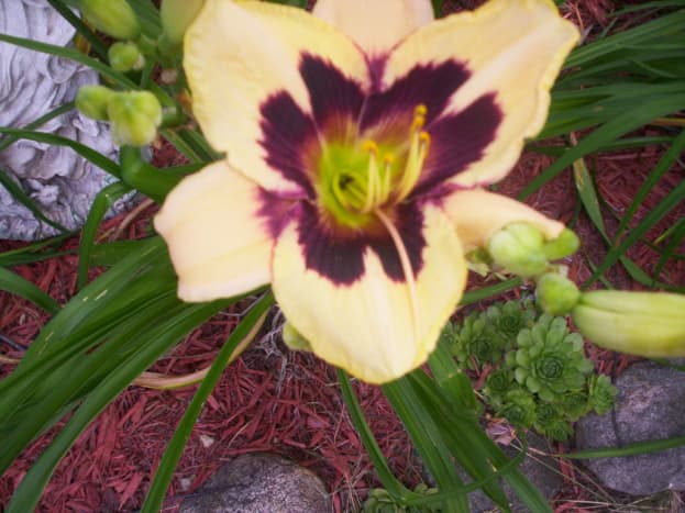 Daylilies are perennials.