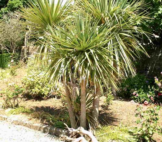 The Cordyline australis is a hardy plant that can survive harsh conditions and requires little maintenance to grow.