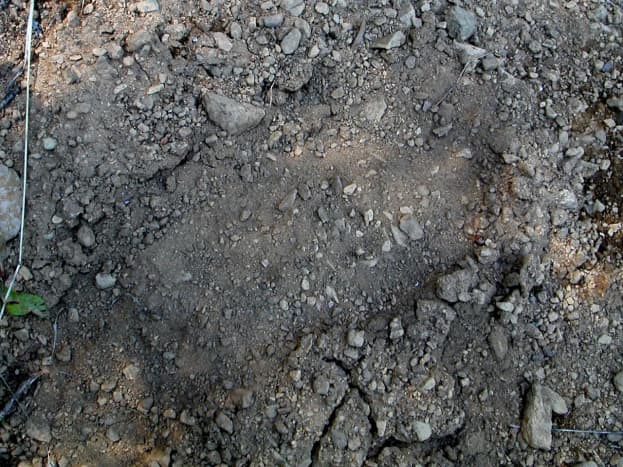 Alleged Bigfoot Footprint