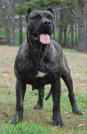 The Presa Canario looks like a guard, even at rest.