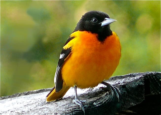 A northern oriole proudly displaying its trademark orange
plumage