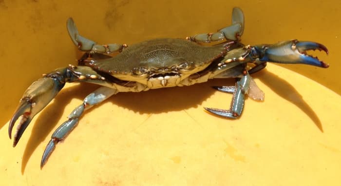 male blue crab