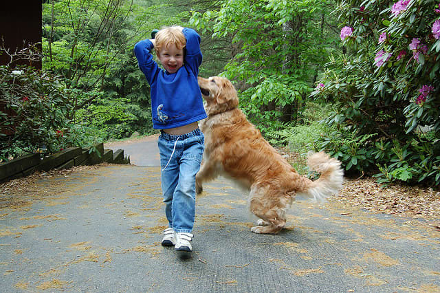 Golden Retrievers love to play with kids.