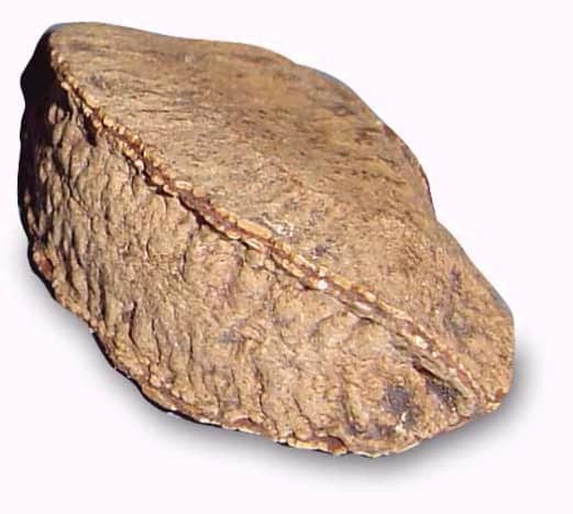 This is a single Brazil nut. 