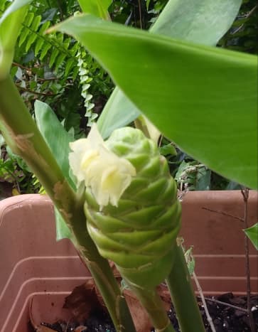 Pinecone Ginger More Than Just A Pretty Face In Your Yard Dengarden