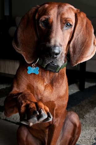 A Redbone Coonhound: Looking for a new name?