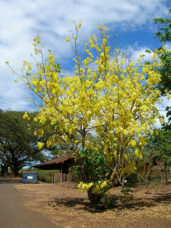 The Amaltas tree