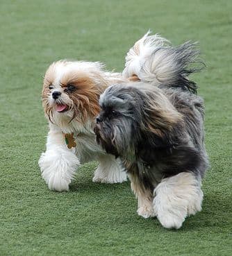 Since Shih Tzus do not shed much, they have long hair and look good when brushed daily.