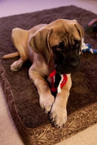 The English Mastiff is one of the calm dog breeds.