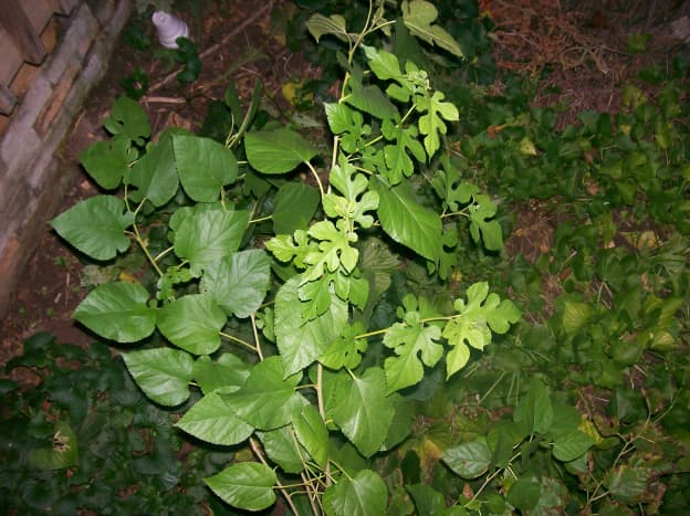 Two larger weed trees, intertwined.