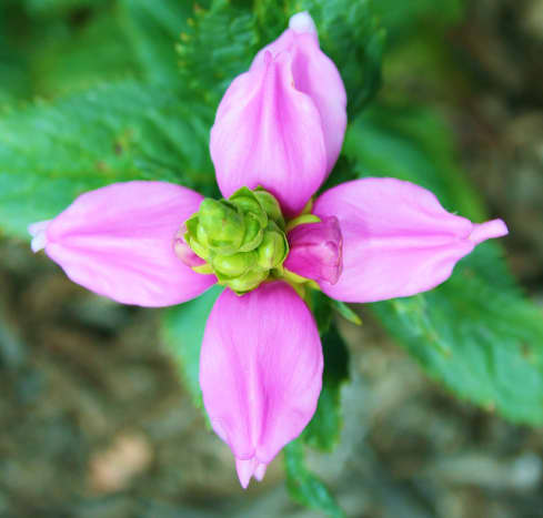 Pink turtlehead is a good plant for rain gardens.