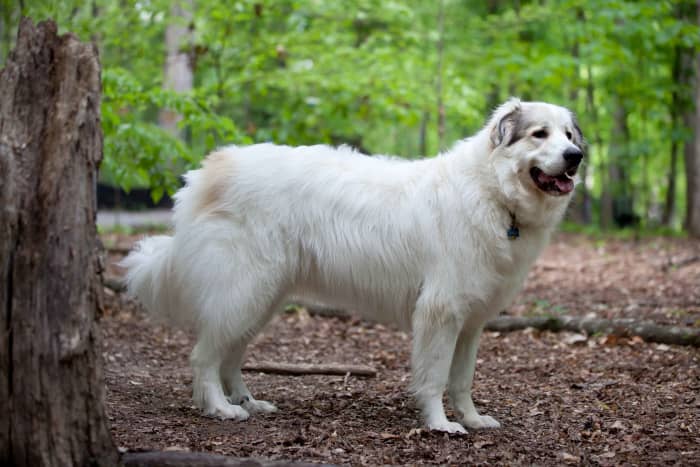A Great Pyrenees at ease.