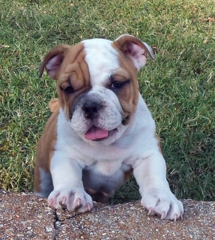 English Bulldogs like to smile and are rarely aggressive.