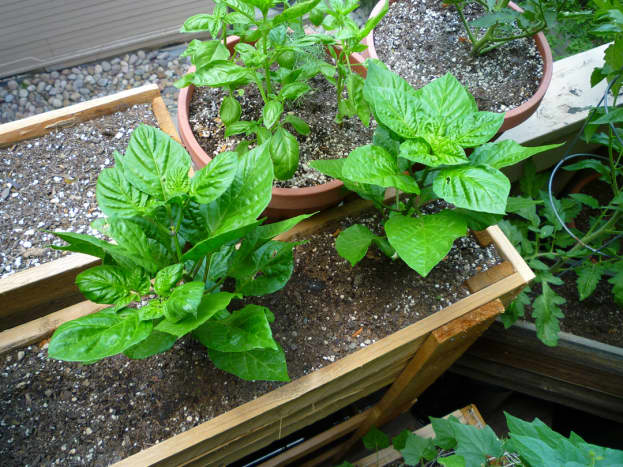 Young Fatalii pepper plants. These two were grown in a large planter with three other pepper plants. 