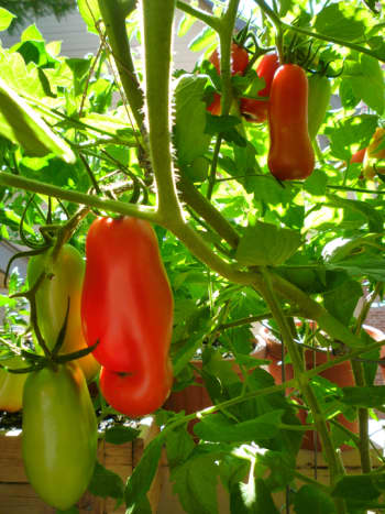 At the peak of the season, there's always a bunch of ripe San Marzano tomatoes to be picked!