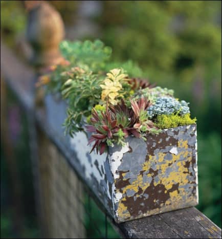 This succulent garden was planted in an old, paint stained container and placed on a fence for good effect.