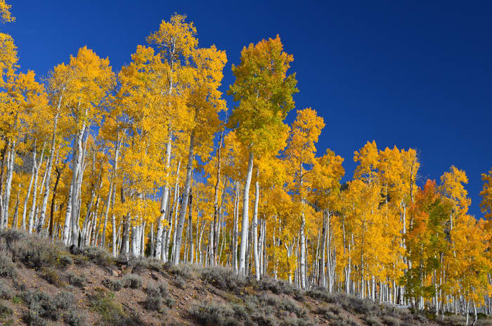 A Stand of Quaking Aspen in Fish Lake National Forest