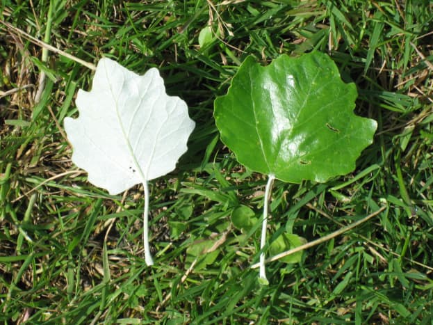 14 Wonderful Trees With White Bark Dengarden