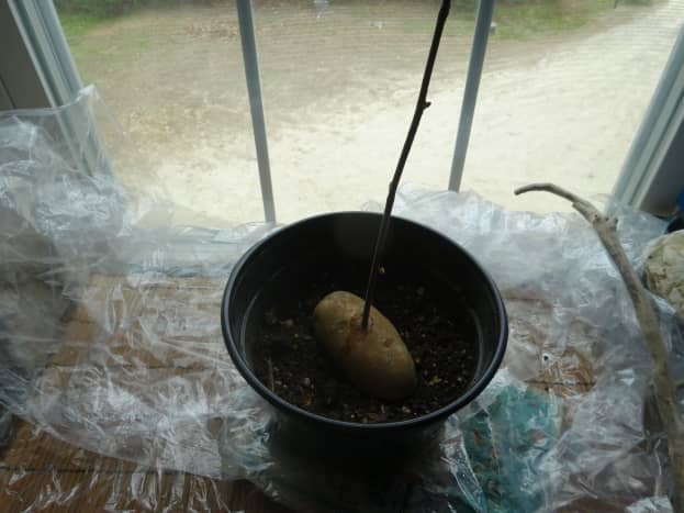 Plant the potato in moist, but not wet, dirt.