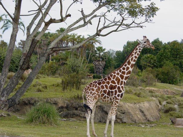 Giraffes on the safari ride