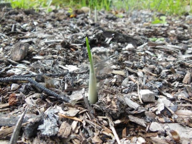 In the fall, you will start to see the saffron shoots coming up.  They are just little white spikes at first, then green leaves appear.