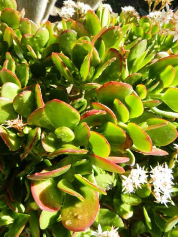 Jade Plant close up with flowers