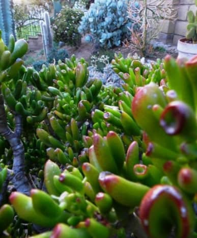 The Gollum in the foreground and the two other jade plants in the background at the top.