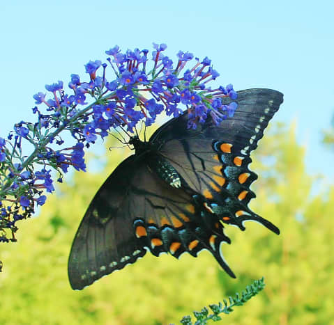 Butterfly bush